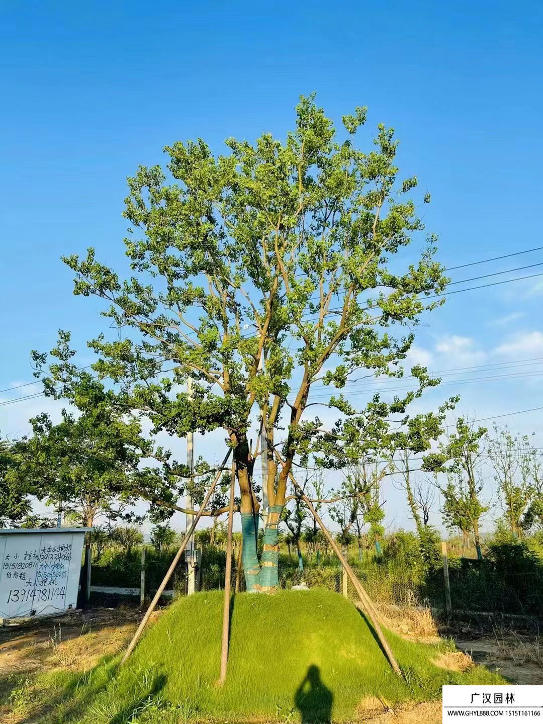 叢生烏桕