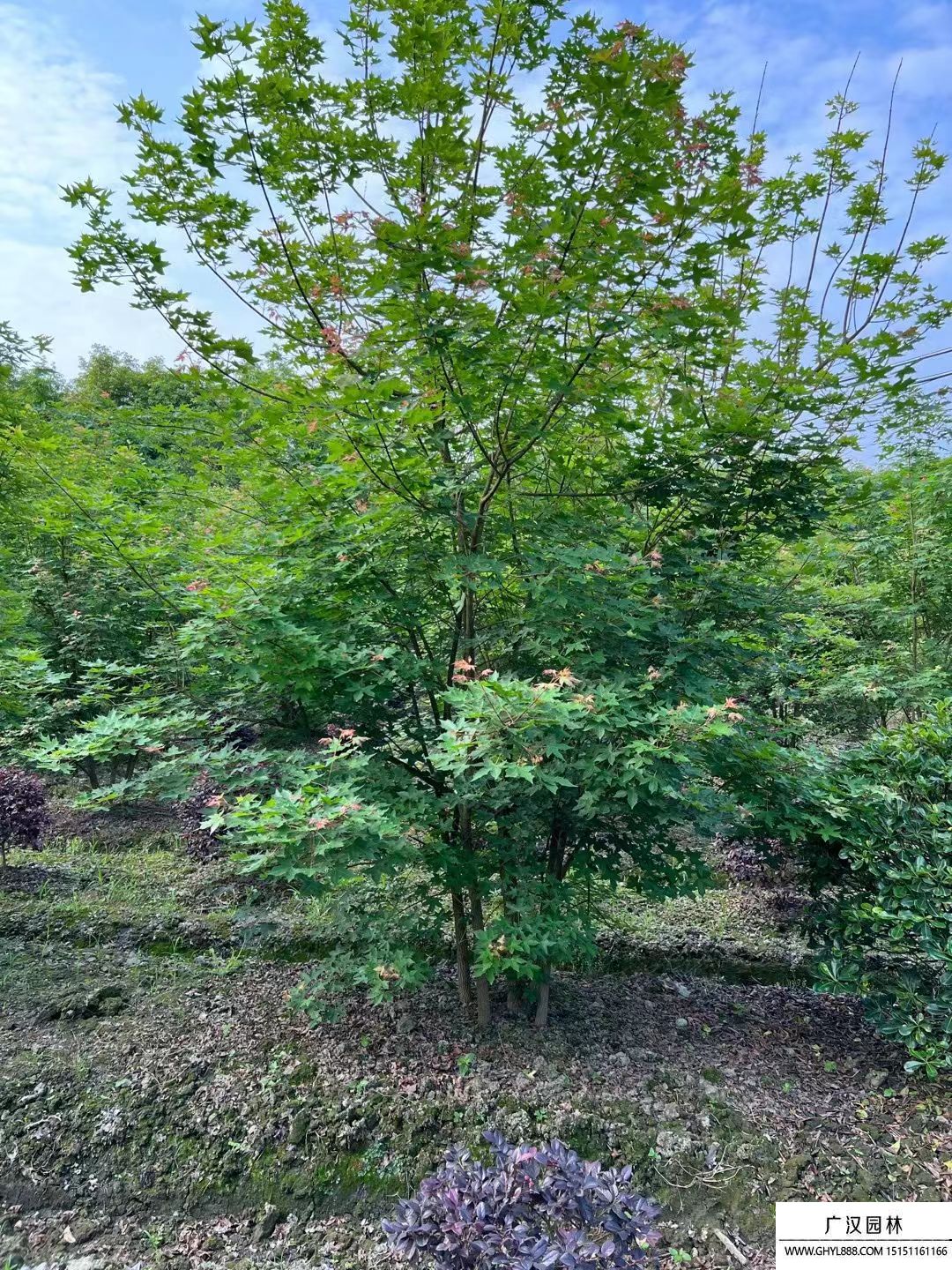 叢生元寶楓
