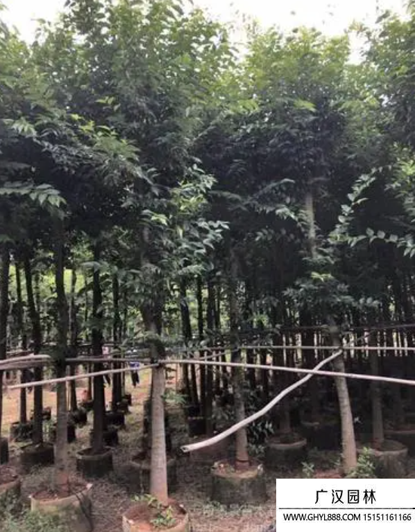 滇樸