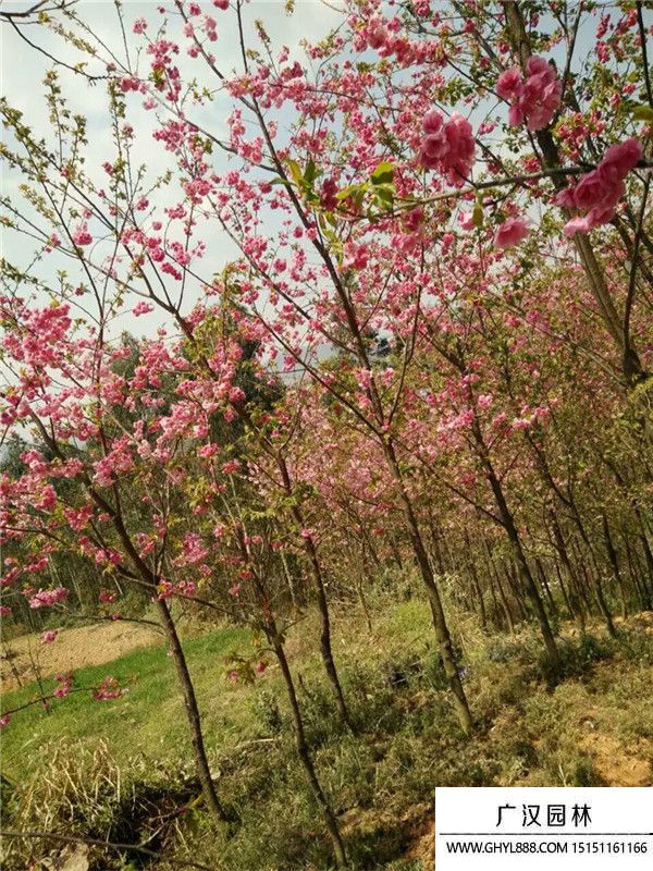 冬櫻花