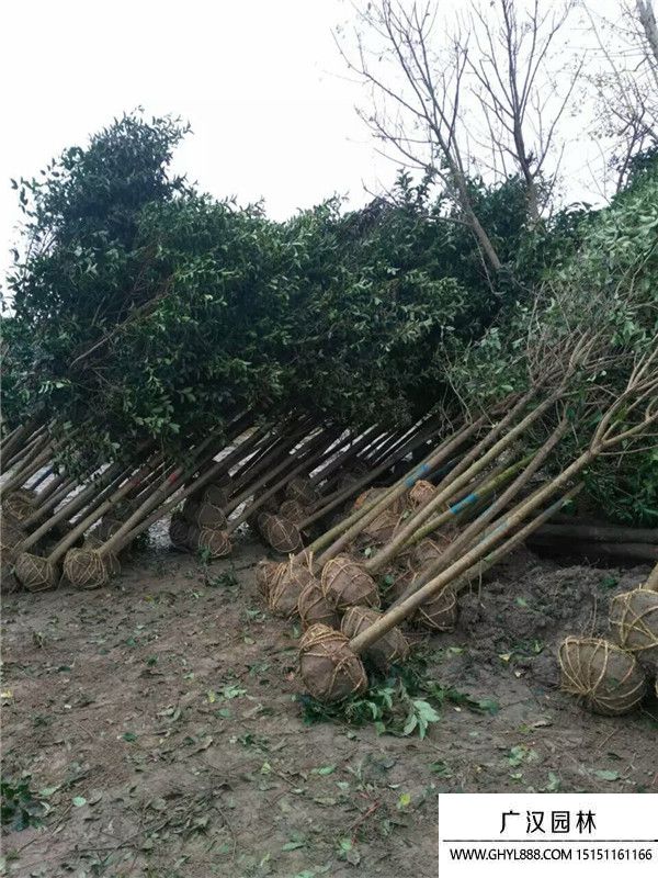 獨桿女貞