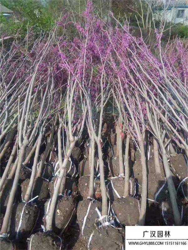 獨桿紫荊
