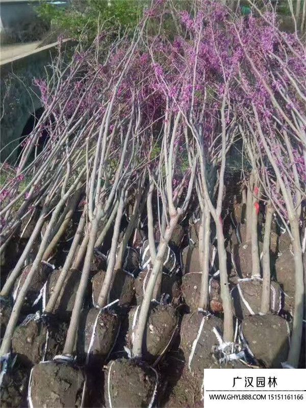 獨桿紫荊