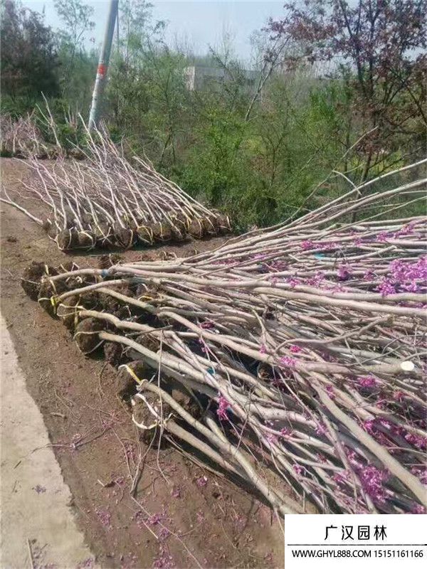獨桿紫荊