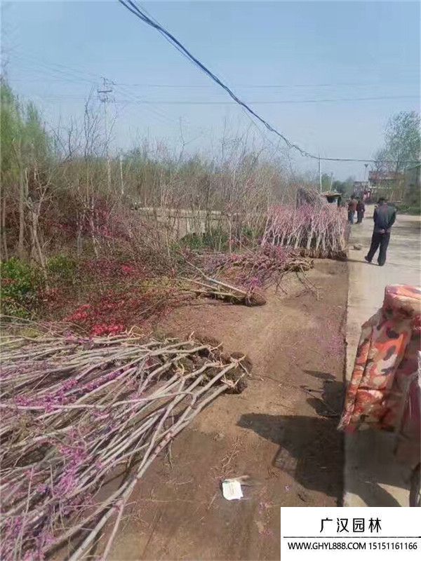 獨桿紫荊