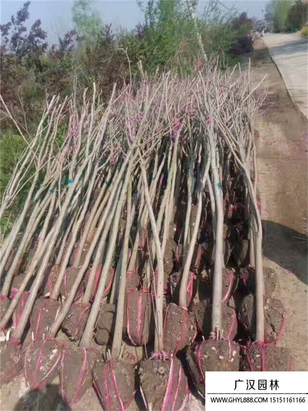 獨桿紫荊