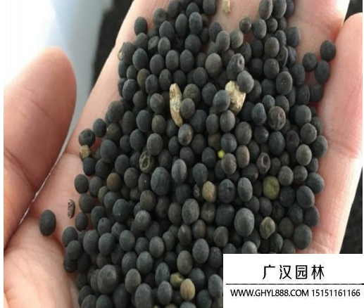 毛苕子種子