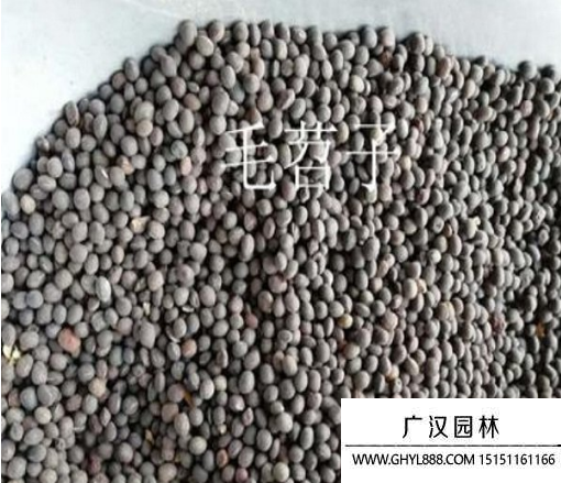 毛苕子種子