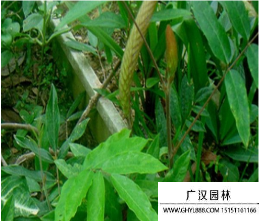 貓尾草種子