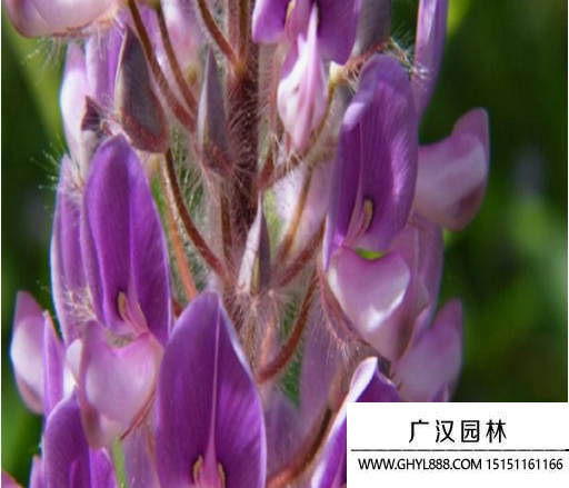 貓尾草種子