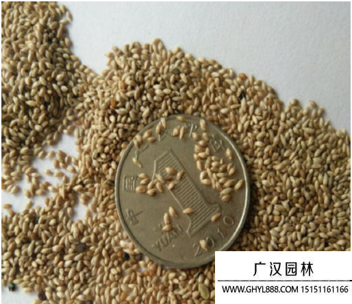 貓尾草種子
