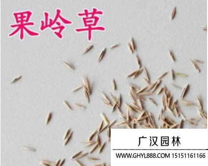 果嶺草種子