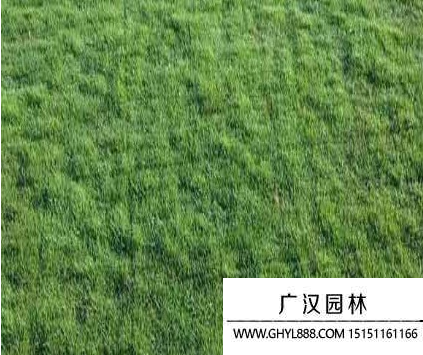 果嶺草種子