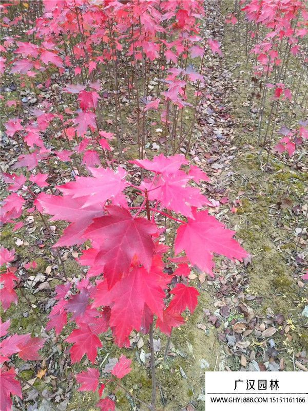美國紅楓