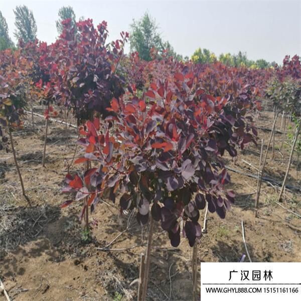 美國紅櫨