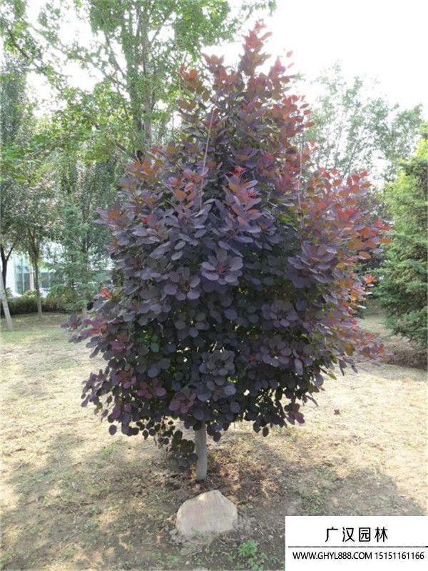 美國紅櫨