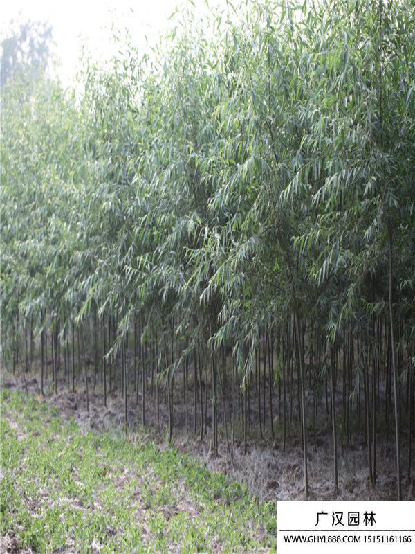 美國竹柳
