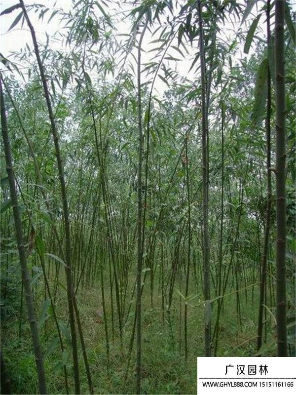 美國竹柳