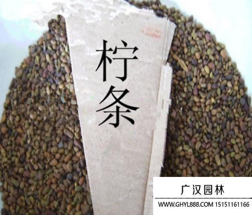 檸條種子