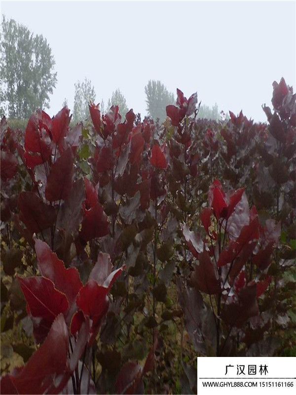 紅葉楊