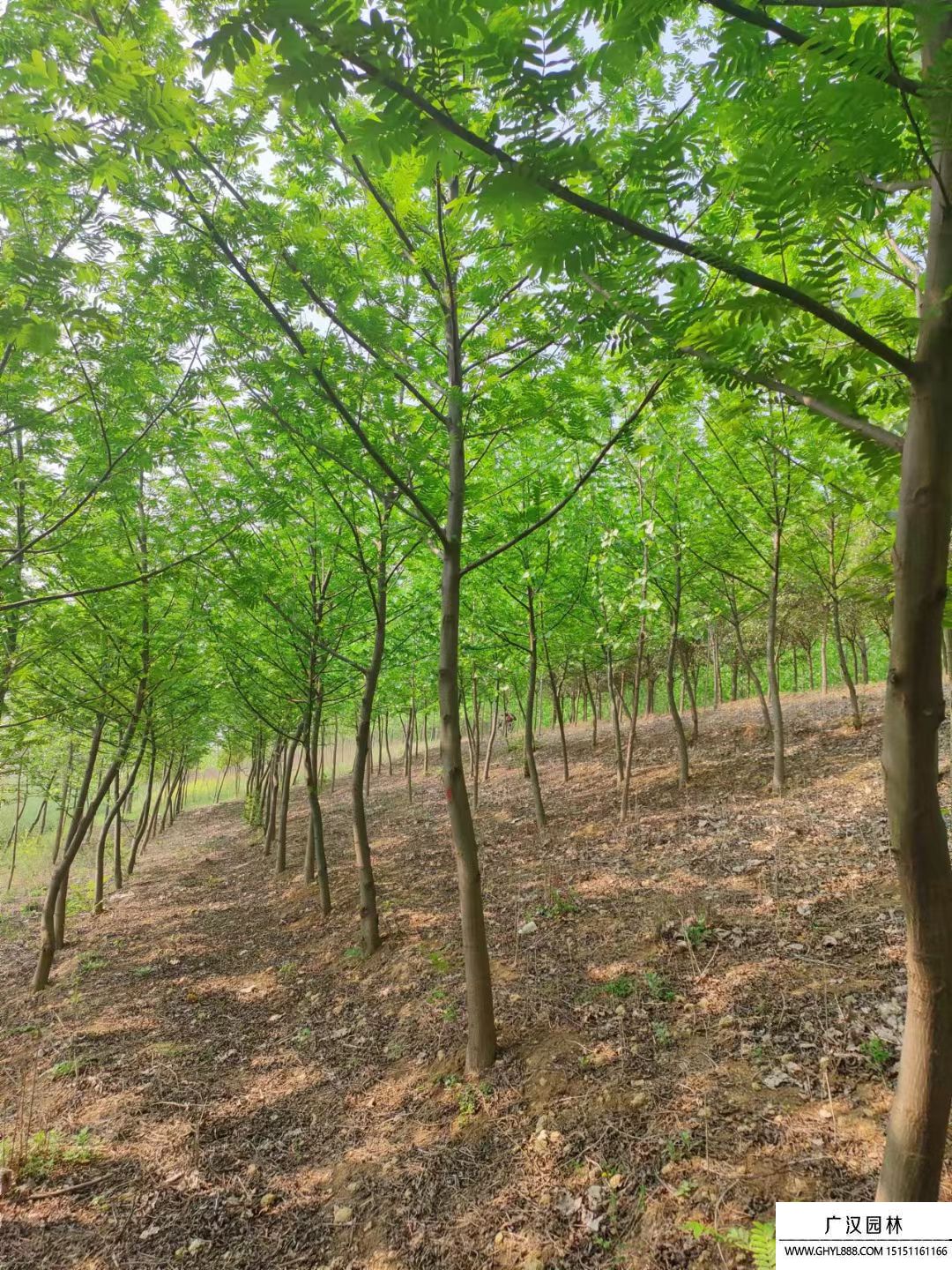 楓楊