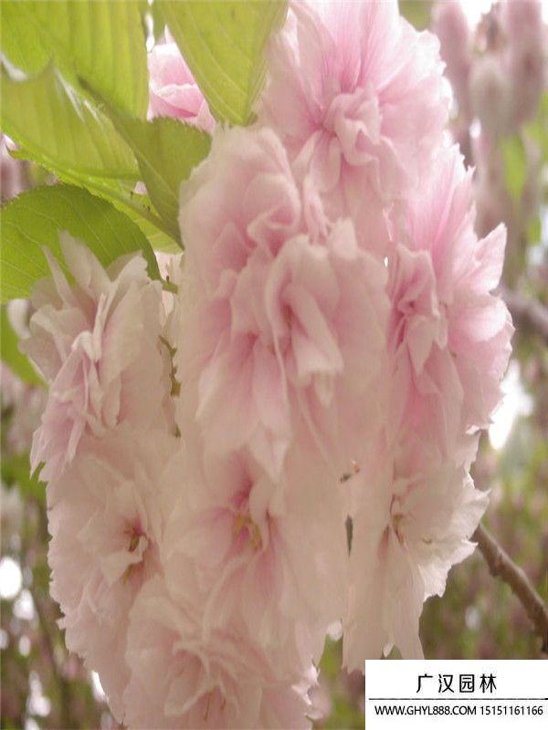 福建山櫻花