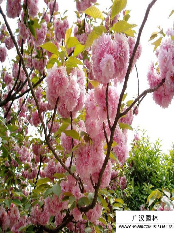 福建山櫻花