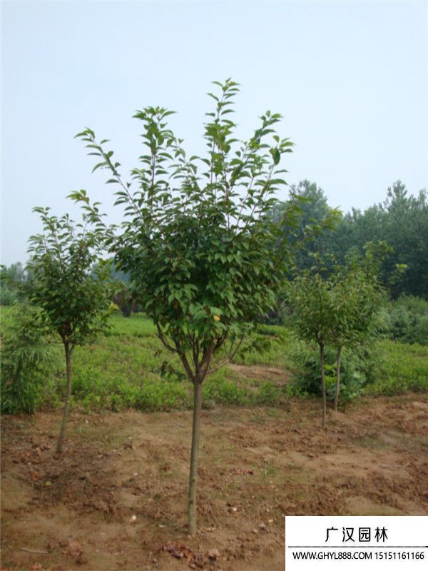 福建山櫻花