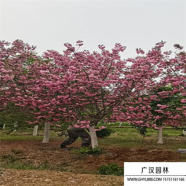 河津櫻