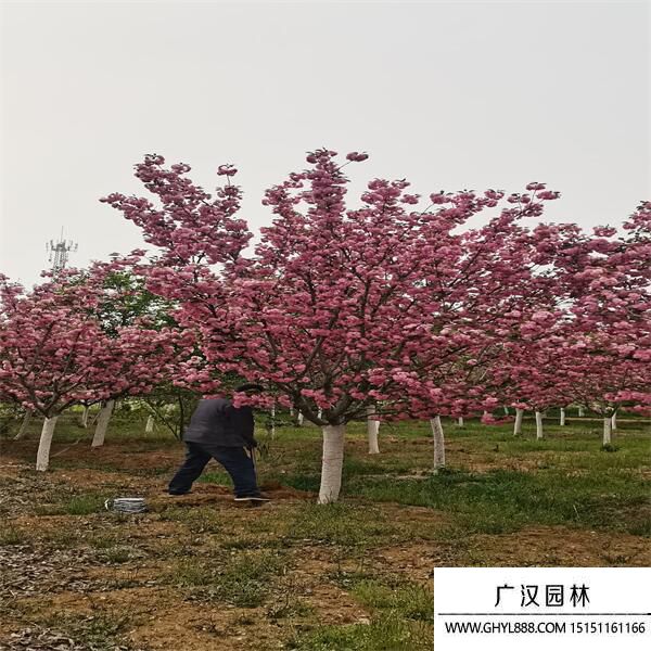 河津櫻