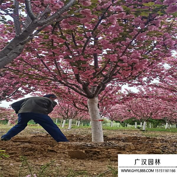 河津櫻