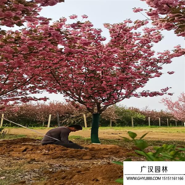 河津櫻