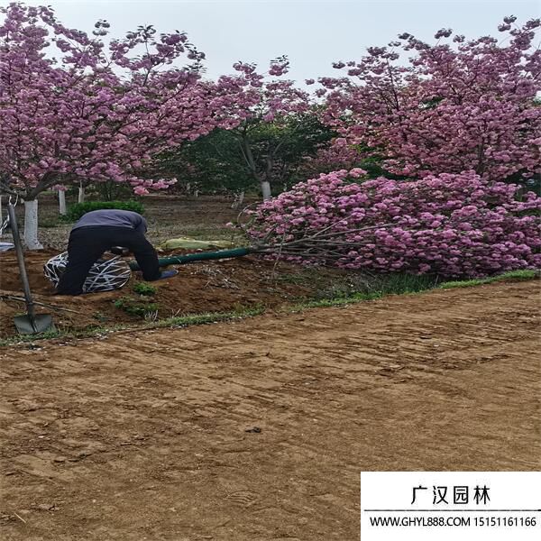 河津櫻