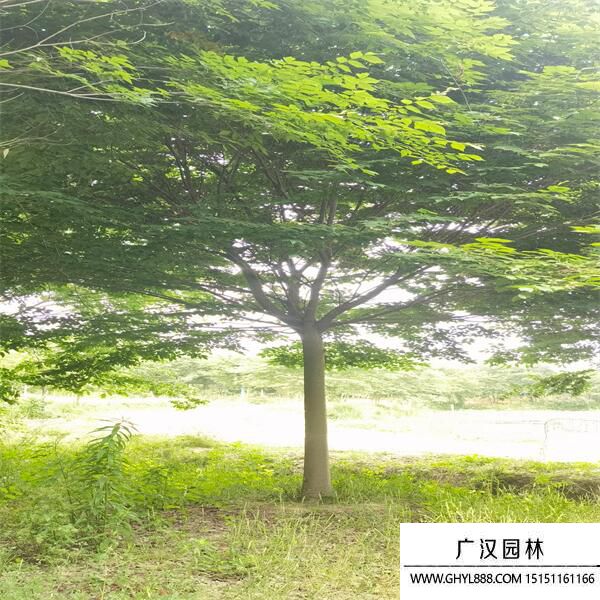 紅櫸樹