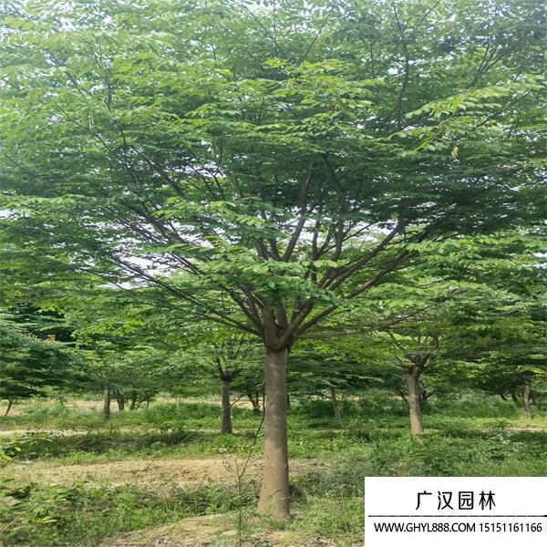 紅櫸樹