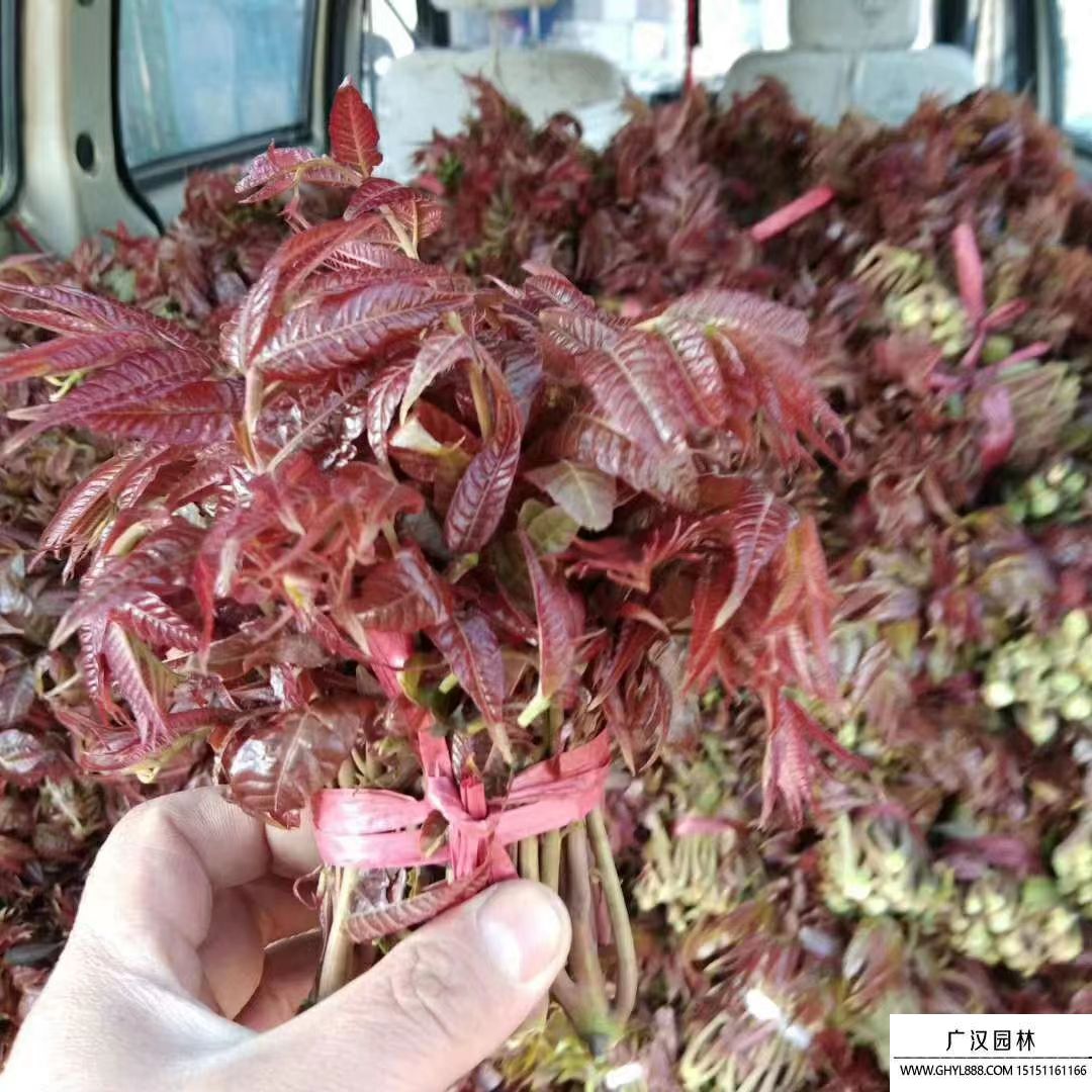 紅油香椿