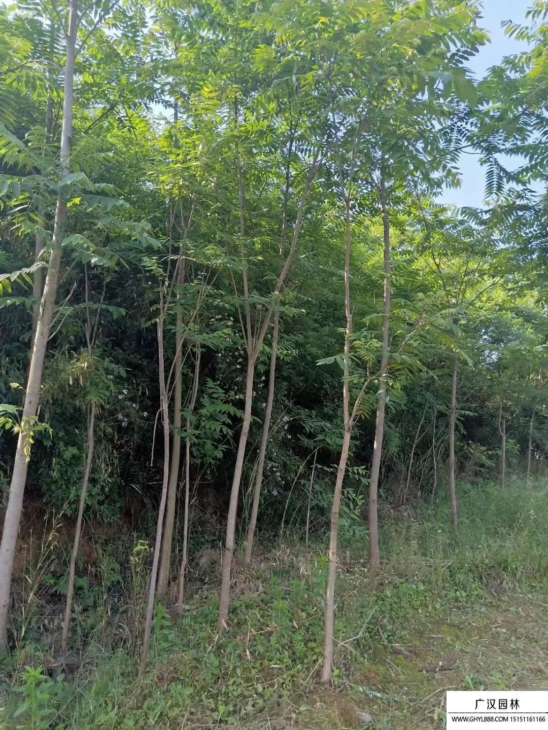 紅油香椿