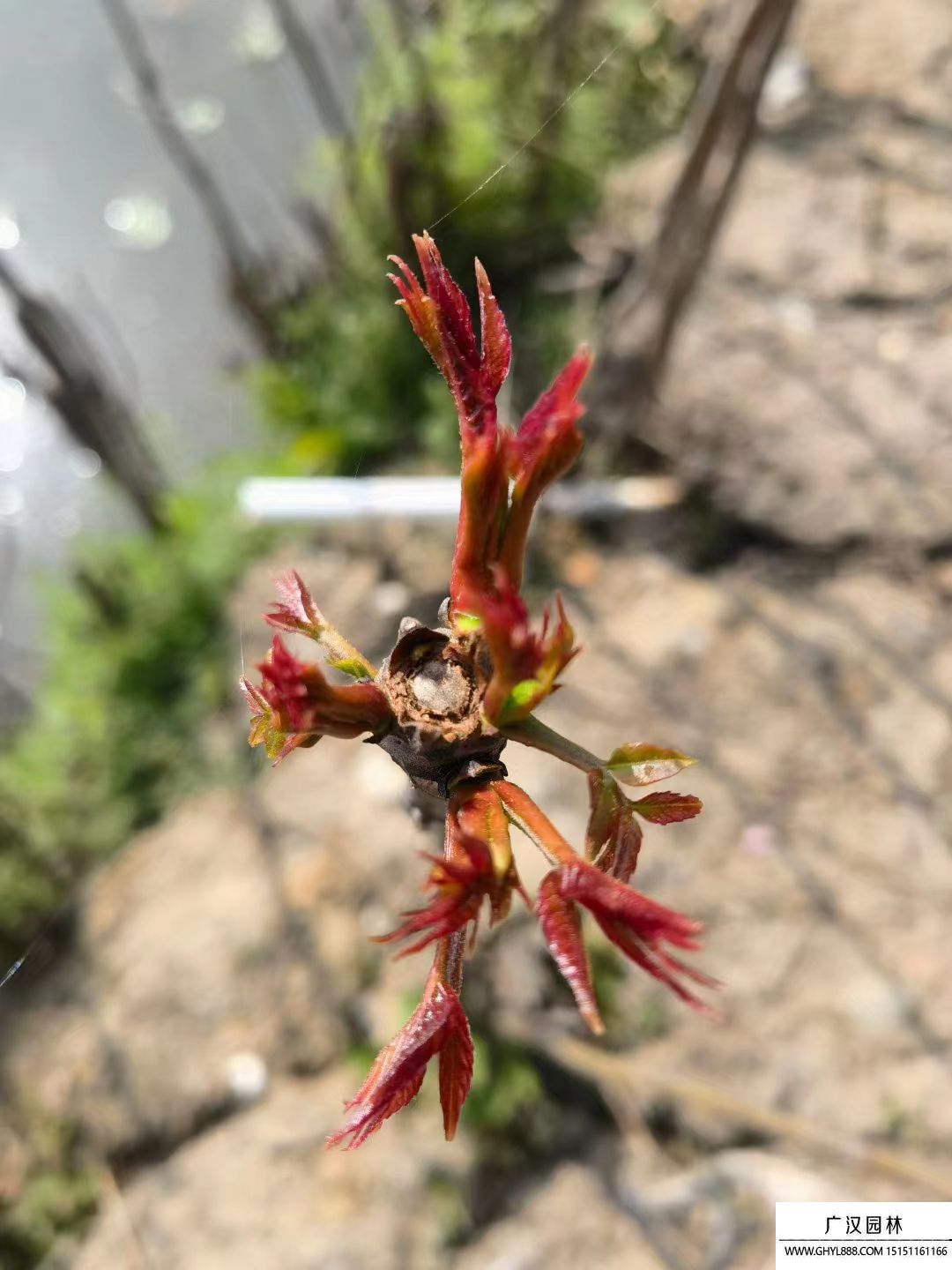 紅油香椿