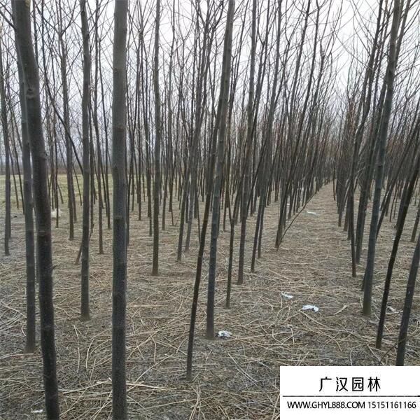 苦楝樹
