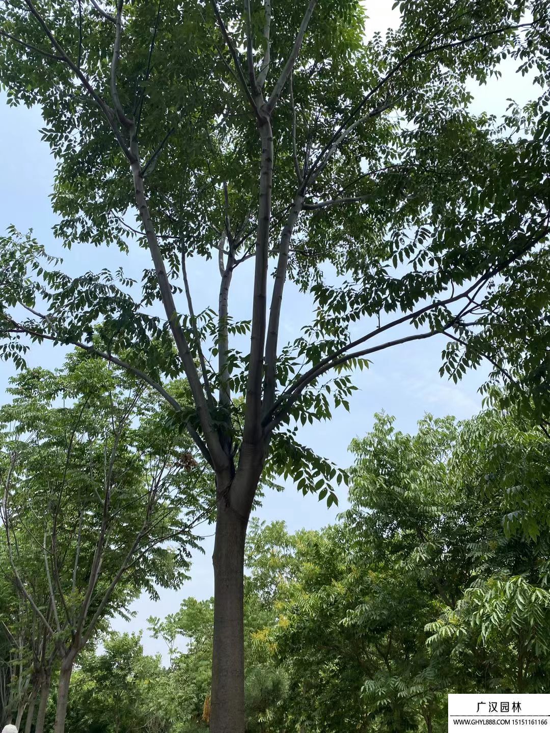欒樹