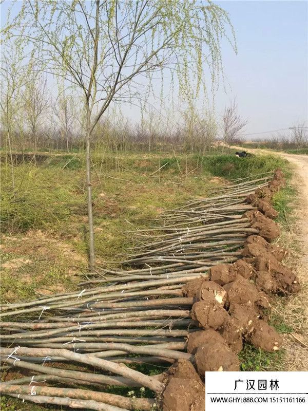 饅頭柳