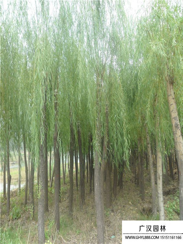 饅頭柳