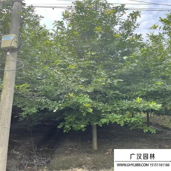 娜塔櫟