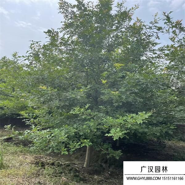 娜塔櫟