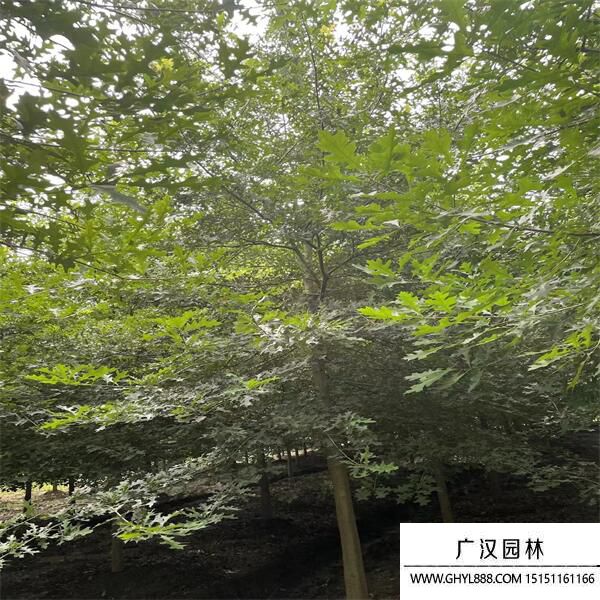娜塔櫟