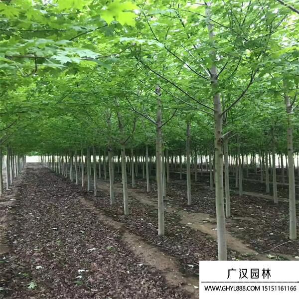 娜塔櫟
