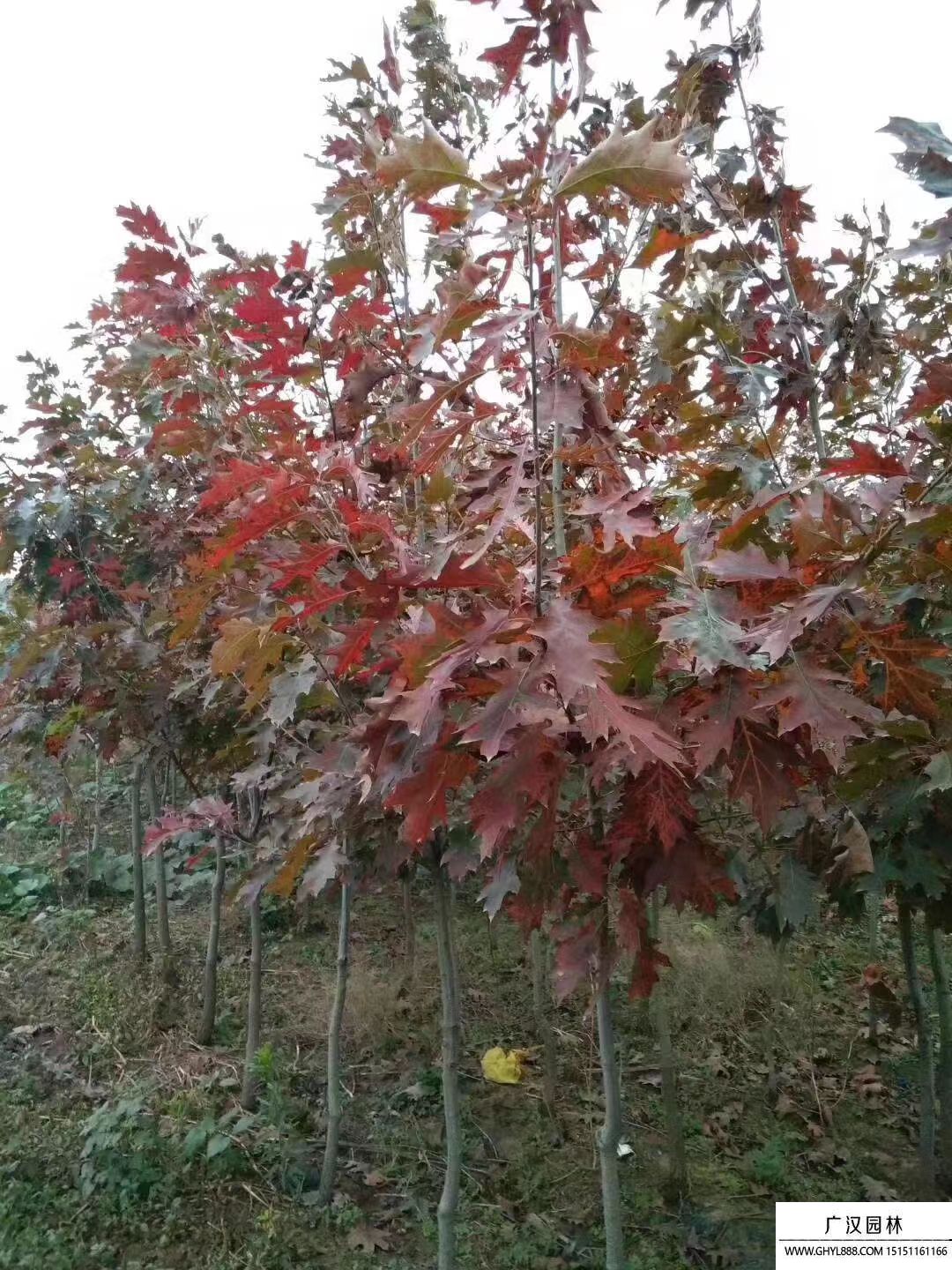 歐洲紅櫟