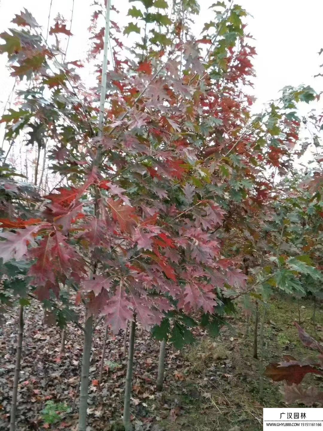 歐洲紅櫟