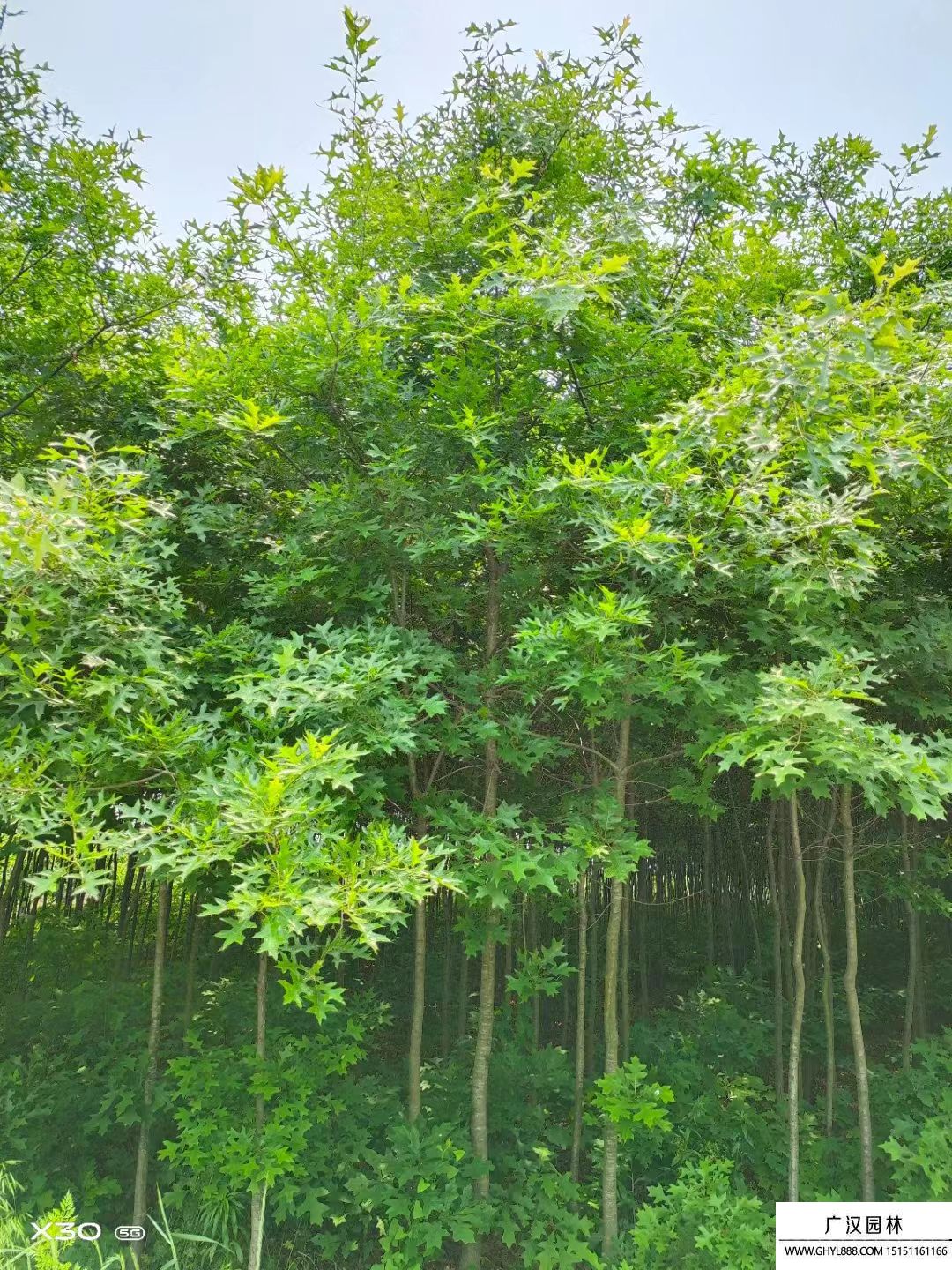 歐洲紅櫟