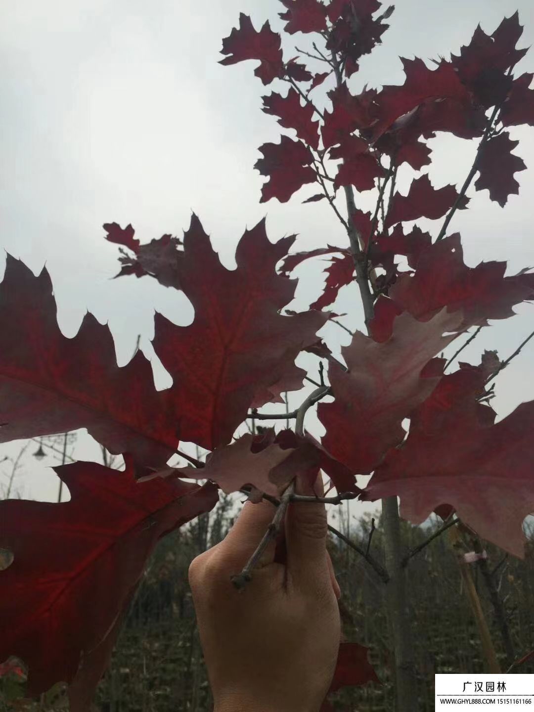 歐洲紅櫟